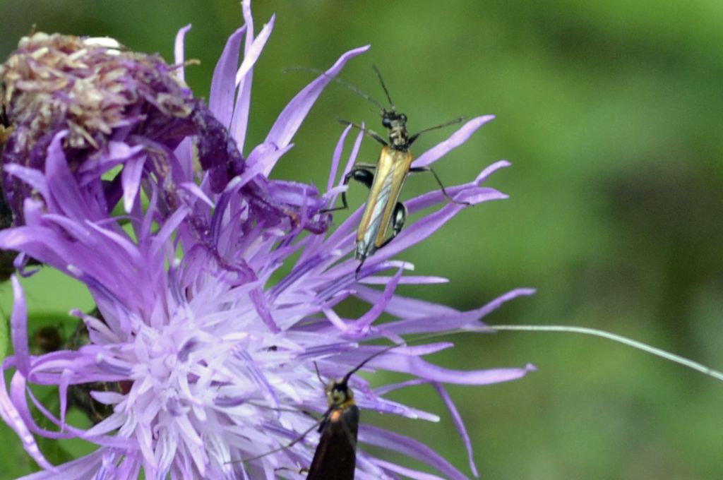 Oedemera femorata